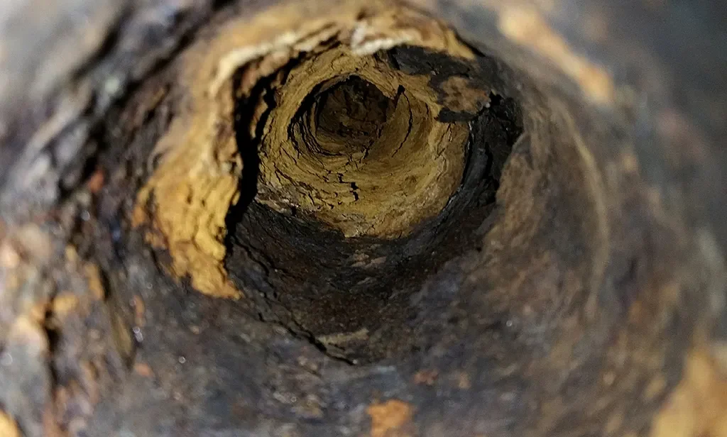 Sewer-Line-Issues-That-Require-Sewer-Repair-_-Coral-Springs-FL-e1657031556290.webp